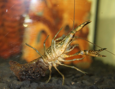 Рак мраморный (Procarambus virginalis)