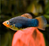 Пецилия черная (Xiphophorus variatus Black Platy)