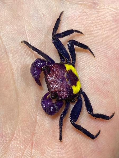 Краб Вампир Триколор  САМКА  (Geosesarma bicolor sp. Yellow  female)