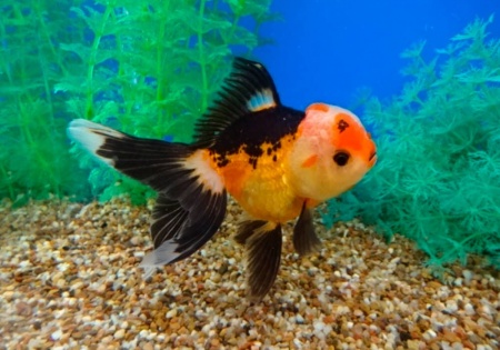 Оранда трехцветная (Goldfish Oranda trikolor)