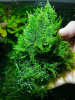 Мох рождественский - крисмас (Christmas Moss, Vesicularia montagnei)