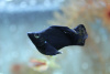Моллинезия черная баллон (Poecilia sphenops black Molly balloon)