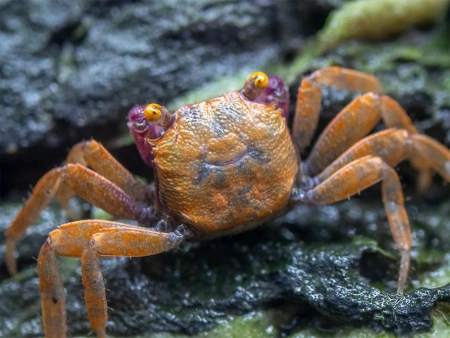 Краб Тиоманикум  Неон Диско  (Geosesarma tiomanicum sp. Neon) САМКА