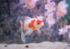 Золотая рыбка Комета сакура (Goldfish Comet Sacura)