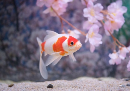Золотая рыбка Комета сакура (Goldfish Comet Sacura)