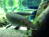 Щука Алигаторная Миссисипский панцирник (лат. Atractosteus spatula) 67 см