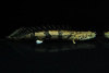 Полиптерус Дельгези (Polypterus delhezi) 5-7 см