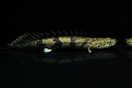 Полиптерус Дельгези (Polypterus delhezi) 5-7 см