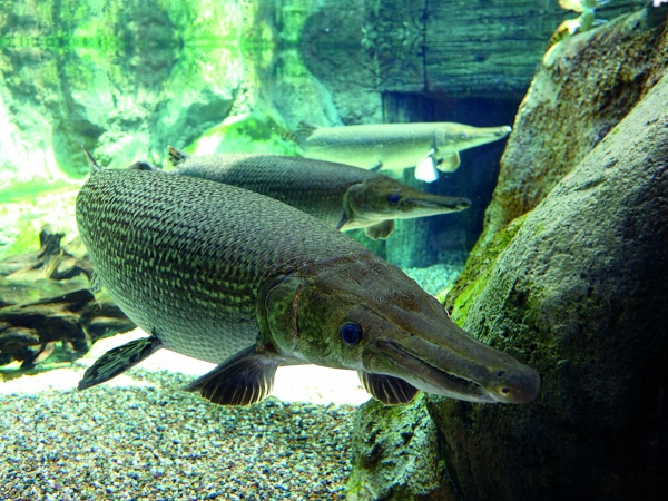 Щука Алигаторная Миссисипский панцирник (лат. Atractosteus spatula) 67 см