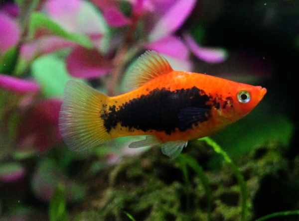 Пецилия красный смокинг (Xiphophorus maculatus toxedo red Platy)