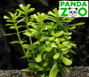 Bacopa monnieri 'Dentate'- Бакпа монниери зубчатая L257