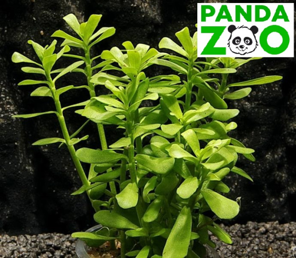 Bacopa monnieri 'Dentate'- Бакпа монниери зубчатая L257