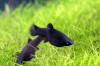 Моллинезия черная  (Poecilia sphenops Black Molly)