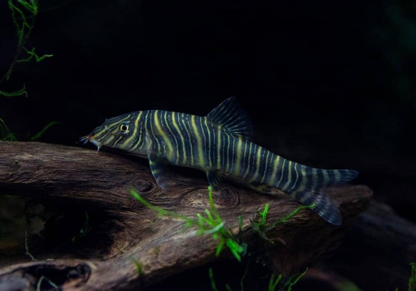 Боция Стриата полосатая (Botia striata) 5 см