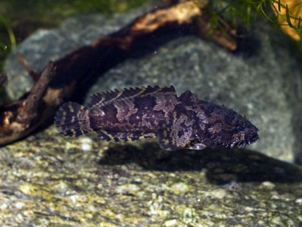 Рыба-жаба (Batrachomoeus trispinosus)