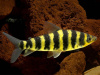 Лепорин Аффинис (Leporinus affinis) 4-5 см 