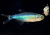 Боелка фредкоха или тетра голубая (Boehlkea fredcochui. Blue Tetra)