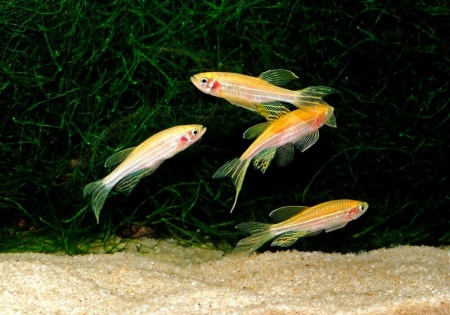 Данио рерио золотой (Danio rerio gold)