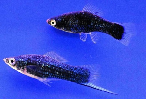 Меченосец Геллера черный (Xiphophorus helleri Black)