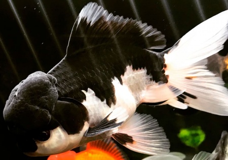Оранда панда (Goldfish Oranda panda)