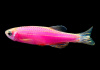 Данио рерио Глофиш розовый (Danio rerio glofish)