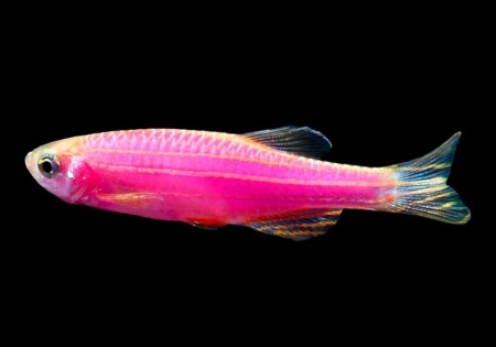 Данио рерио Глофиш розовый (Danio rerio glofish)