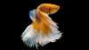 Петушок Халф Мун желтый бабочка самец (Betta splendens Halfmoon Yellow Butterfly)