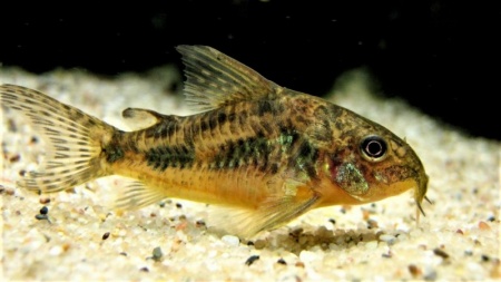 Коридорас крапчатый сом (Corydoras paleatus)