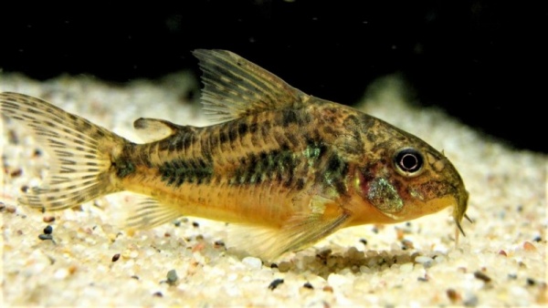 Коридорас крапчатый сом (Corydoras paleatus)