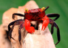 Краб Красный Дьявол (Geosesarma sp. hagen)