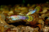 Гуппи ананас кобра (Guppy pineapple cobra)