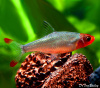 Расбора Савбва или Красноносая расбора (Sawbwa resplendens)
