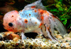 Оранда ситцевая  (Goldfish Oranda calico)