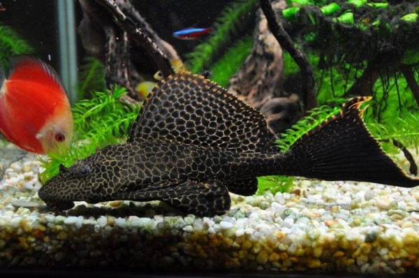 Сом Птеригоплихт парчовый (Pterygoplichthys Gibbiceps) 5 см.