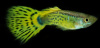 Гуппи желтая кобра (Yellow King Cobra Guppy) Poecilia reticulata