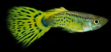 Гуппи желтая кобра (Yellow King Cobra Guppy) Poecilia reticulata