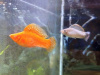 Моллинезия оранжевая альбино парусный (Poecilia velifera Gold Molly sailfin)