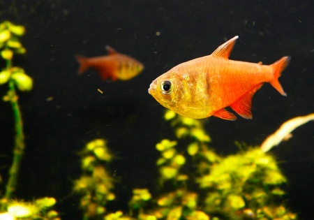 Тетра Фон Рио (лат. Hyphessobrycon flammeus)