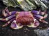 Краб Синий паук (Neosarmatium rotundifrons Blue Spider Crab)