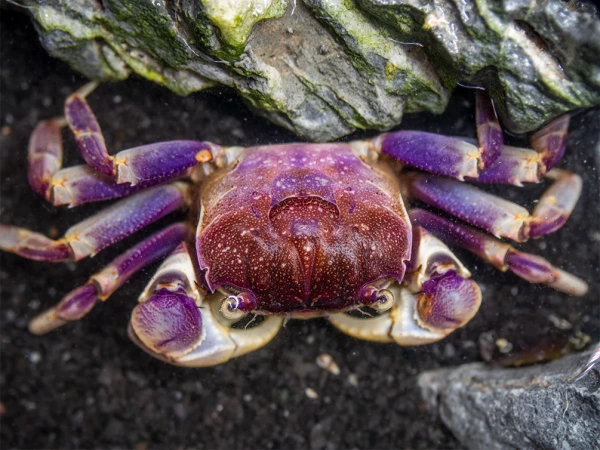 Краб Синий паук (Neosarmatium rotundifrons Blue Spider Crab)