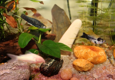 Меченосец Геллера черный (Xiphophorus helleri Black)