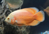 Цихлида Астронотус альбинос красный (astronotus-ocellatus-oscar-albino-red)