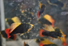 Пецилия черная высокоплавничная (Xiphophorus variatus Black hifin Platy)