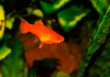 Пецилия красная (Xiphophorus maculatus red Platy)