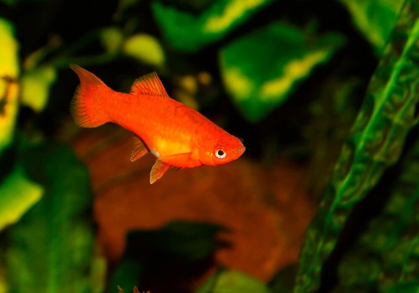 Пецилия красная (Xiphophorus maculatus red Platy)