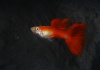 Гуппи красный блондин (Guppy Blond red)