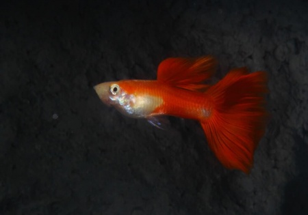 Гуппи красный блондин (Guppy Blond red)