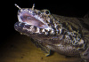 Полиптерус Эндлихера (Polypterus endlicheri) 5-7 см