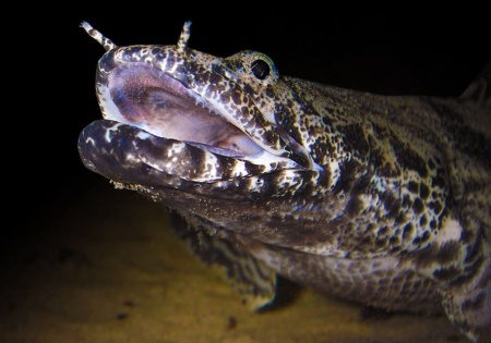 Полиптерус Эндлихера (Polypterus endlicheri) 5-7 см