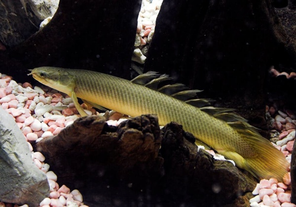 Полиптерус Сенегальский (Polypterus senegalus) 5-6 см 